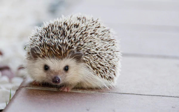 Animal hedgehog HD Desktop Wallpaper | Background Image