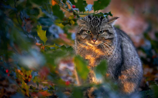 HD PC desktop wallpaper background: animal wildcat with dense grey fur peering through autumn foliage, warm light illuminating its face.