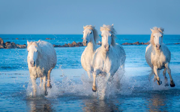 splash ocean Animal horse HD Desktop Wallpaper | Background Image