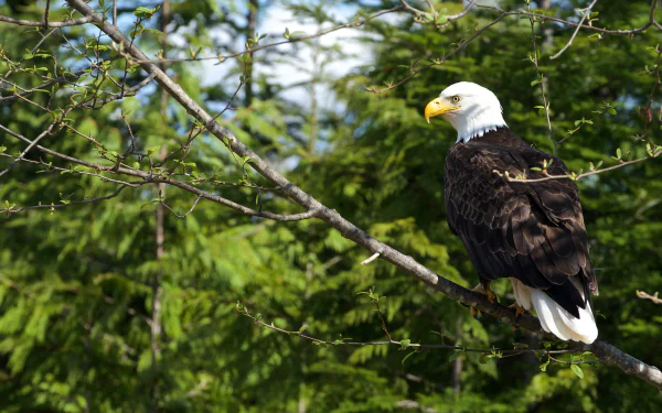 bird of prey bird Animal bald eagle HD Desktop Wallpaper | Background Image
