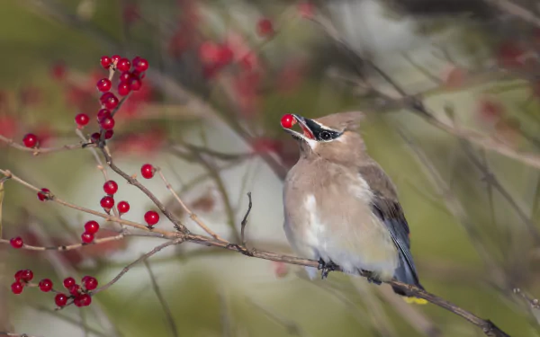 bird berry Animal waxwing HD Desktop Wallpaper | Background Image