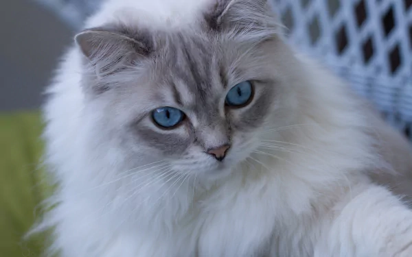 Close-up HD desktop wallpaper of a fluffy ragdoll cat with striking blue eyes and soft fur, showcasing the animal's calm and gentle expression.