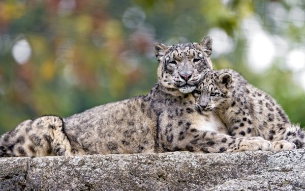 Animal Snow Leopard Cats Cub HD Wallpaper | Background Image