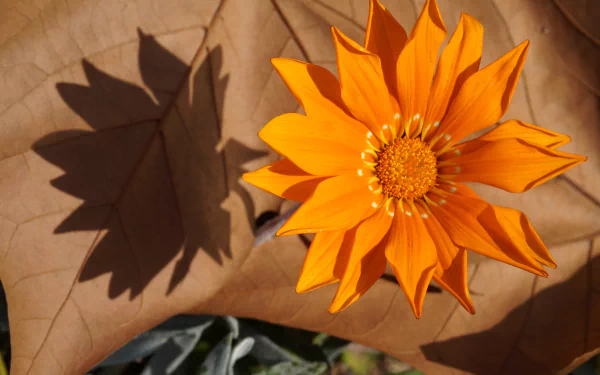 shadow nature flower HD Desktop Wallpaper | Background Image