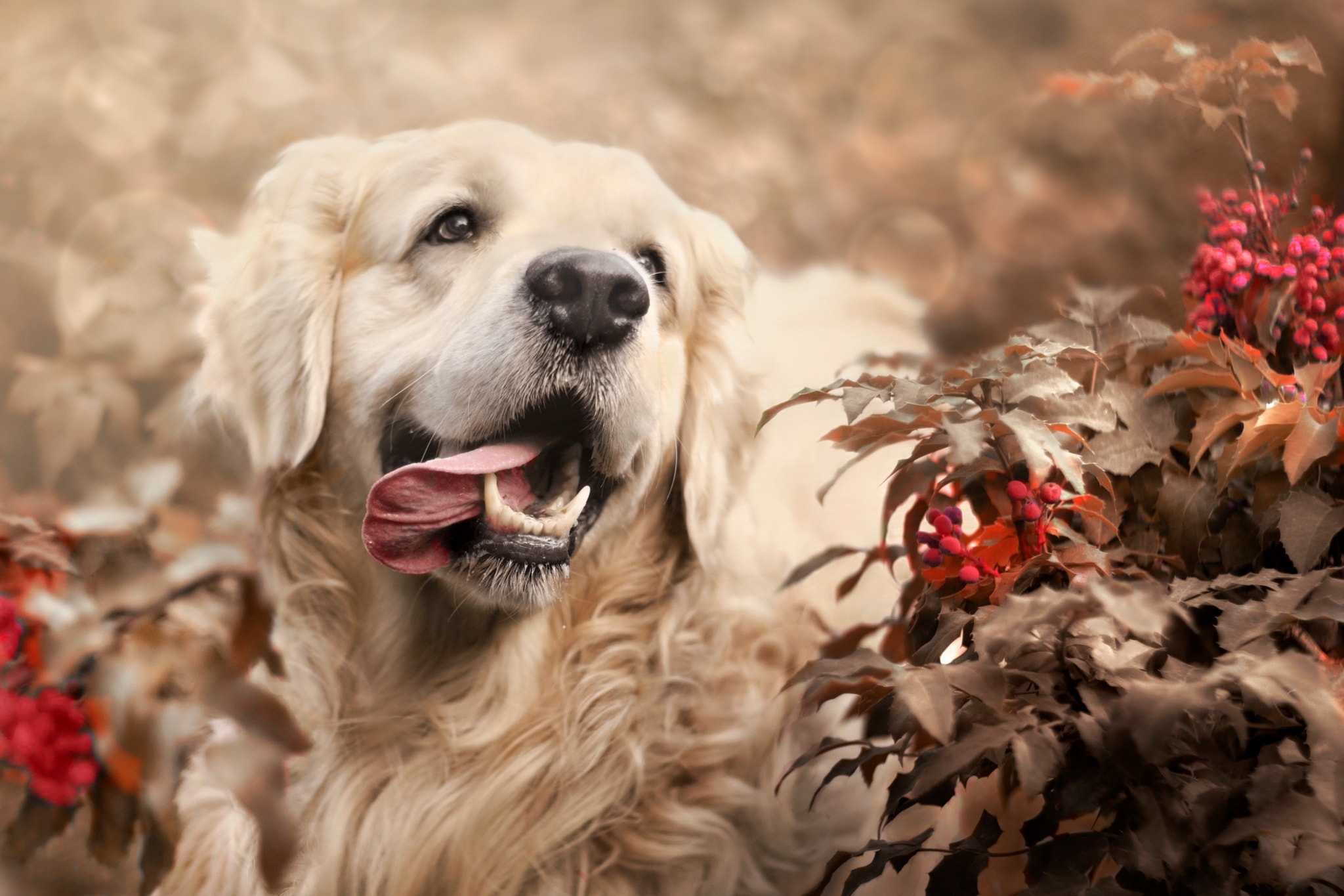 Download Dog Animal Labrador Retriever HD Wallpaper
