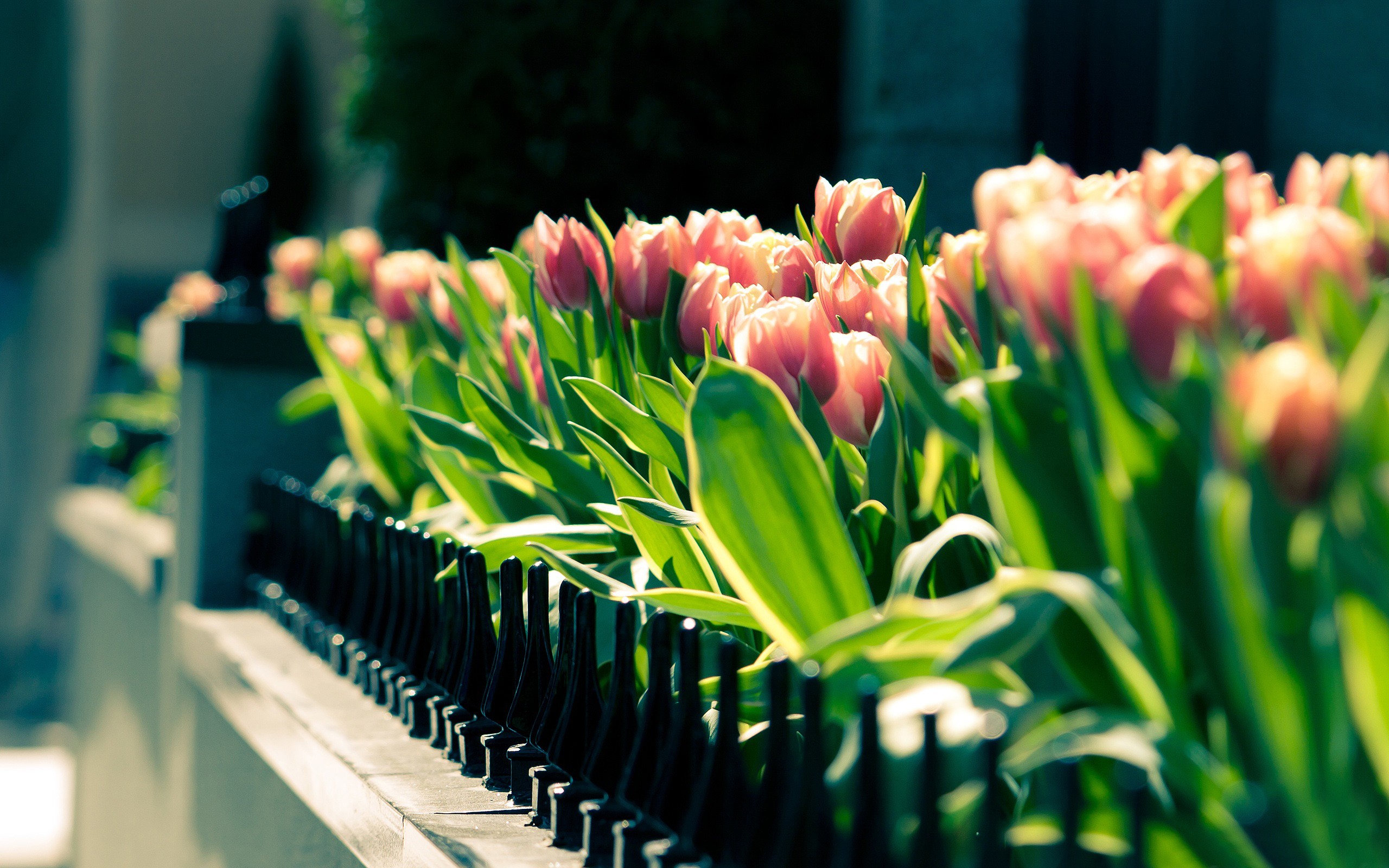 Nature-inspired tulip desktop wallpaper