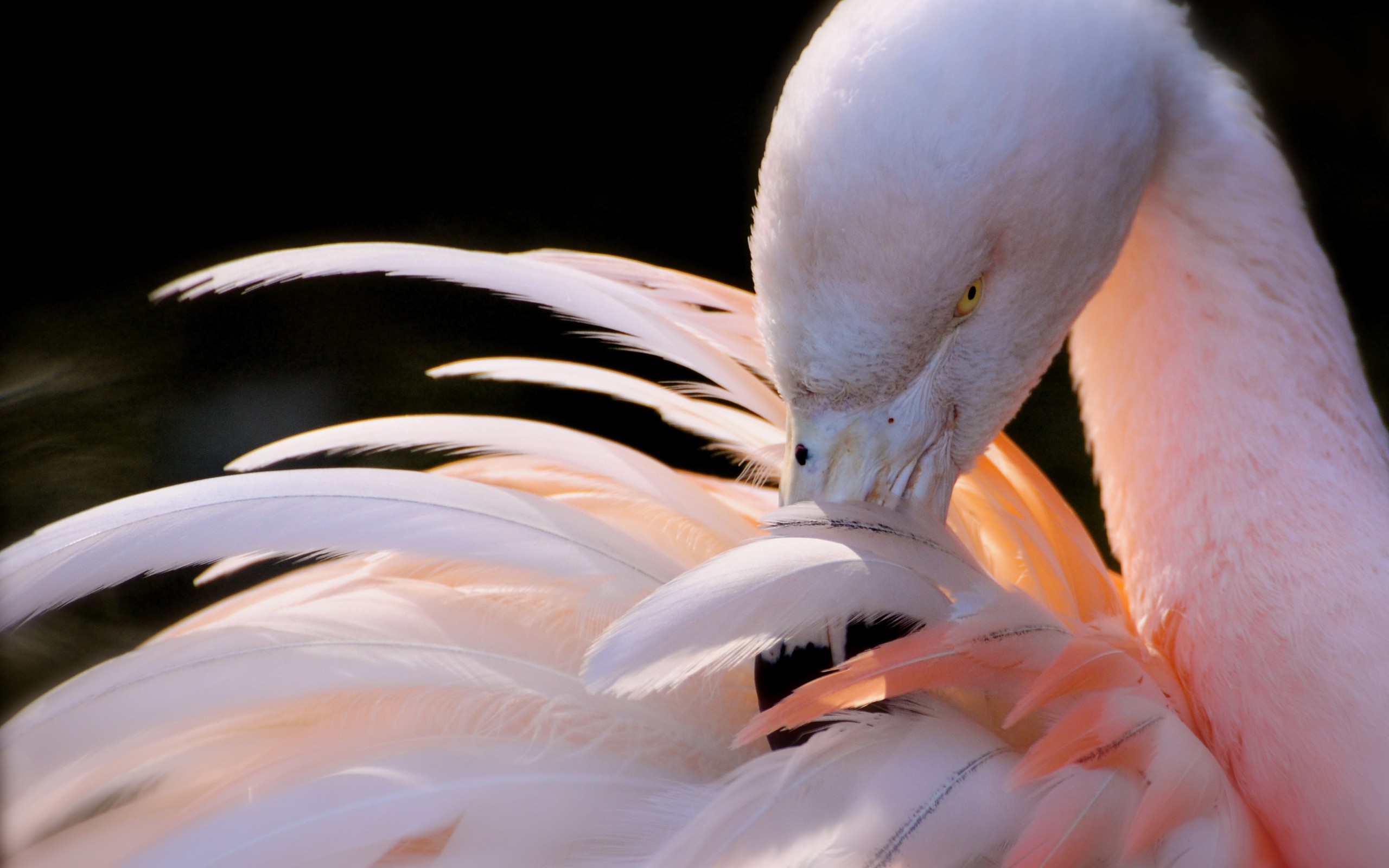 Animal Flamingo HD Wallpaper | Background Image