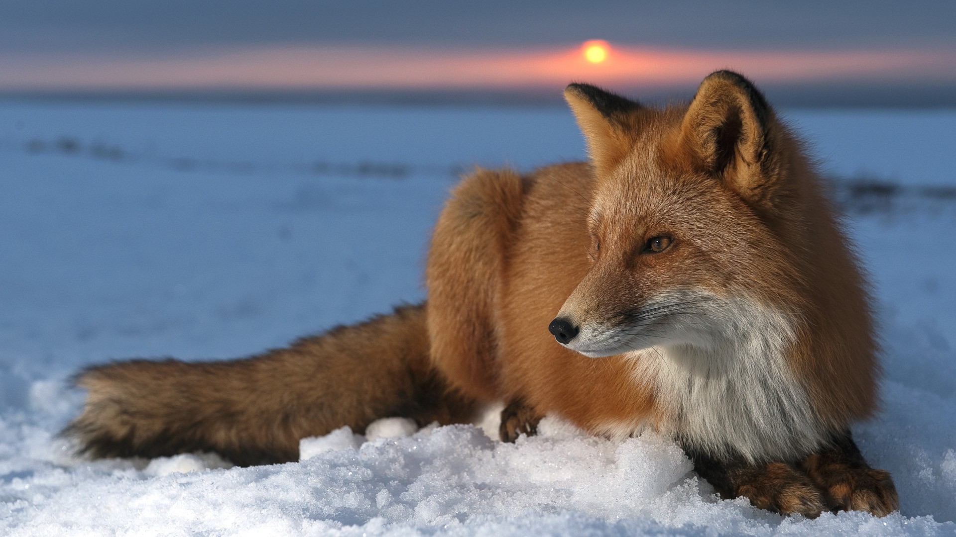 Fox lying down in the snow
