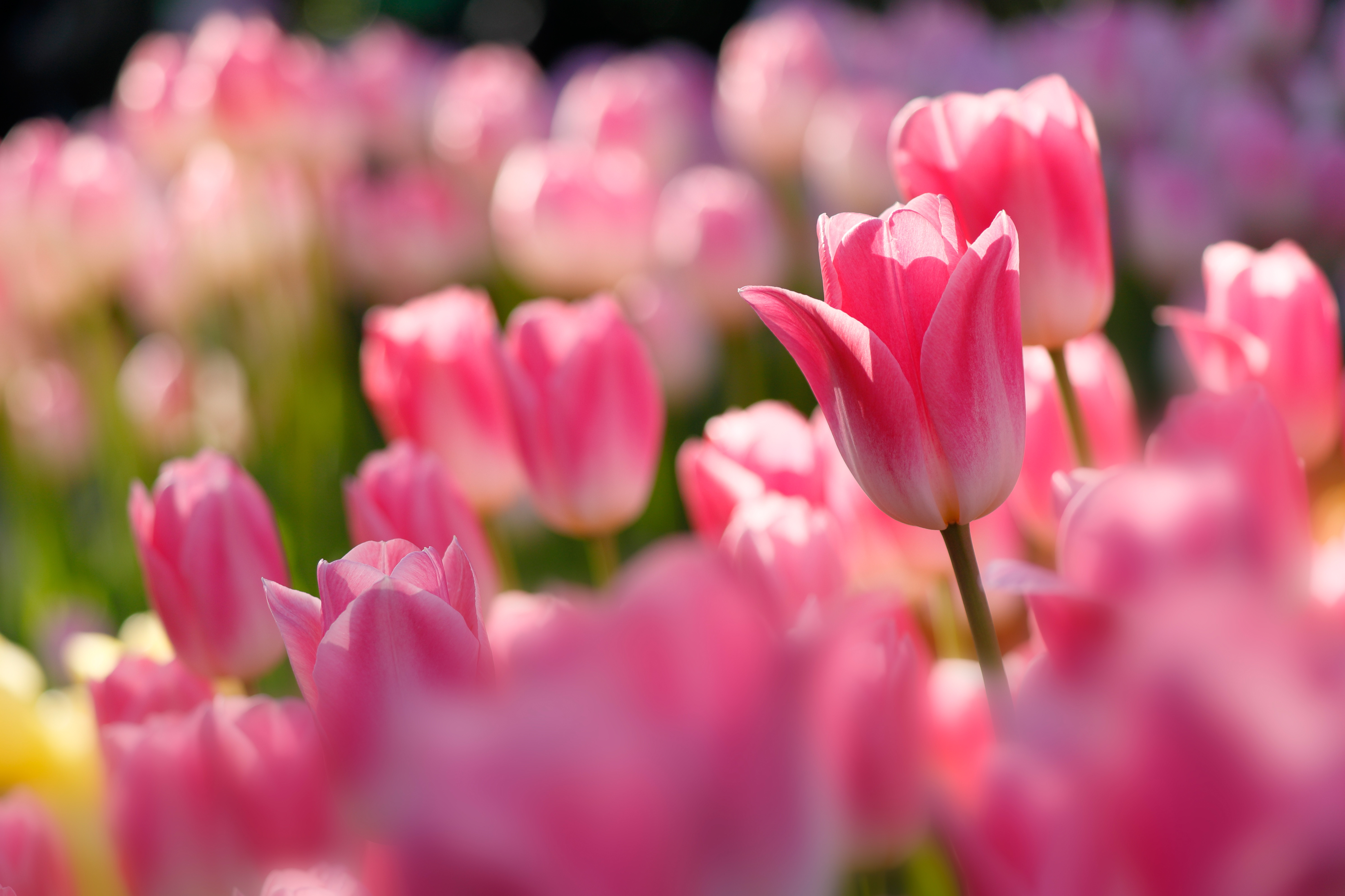 Download Nature Close Up Pink Flower Tulip 4k Ultra Hd Wallpaper