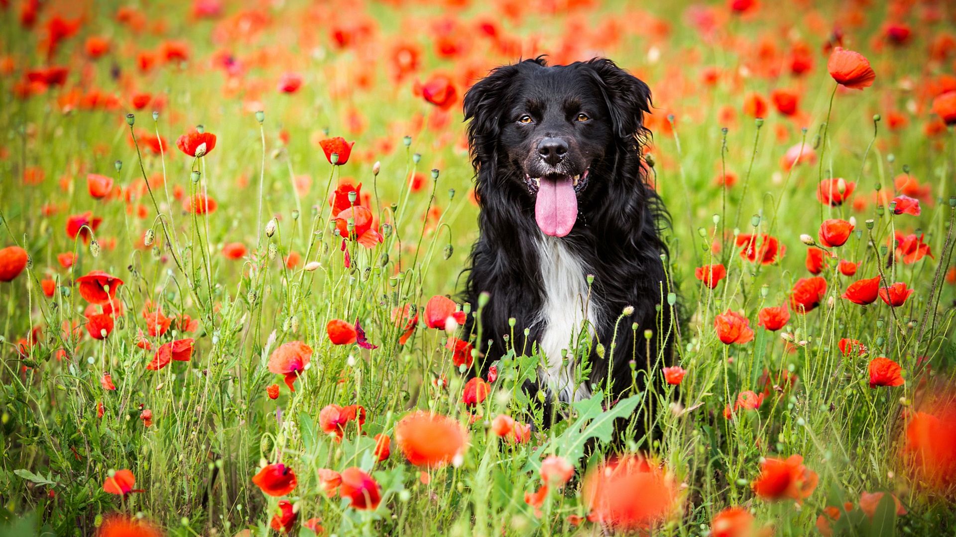 Dog in a poppy flower field