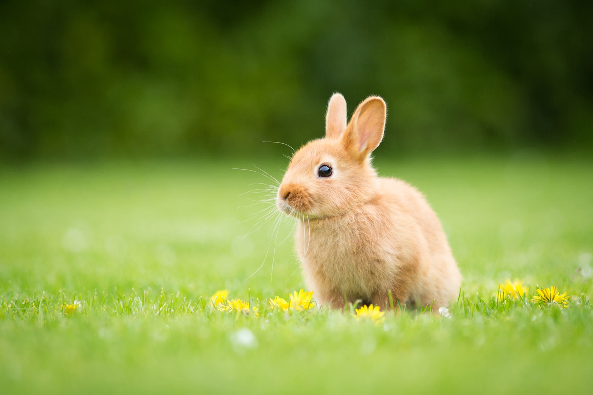 Download Baby Animal Depth Of Field Animal Rabbit HD Wallpaper