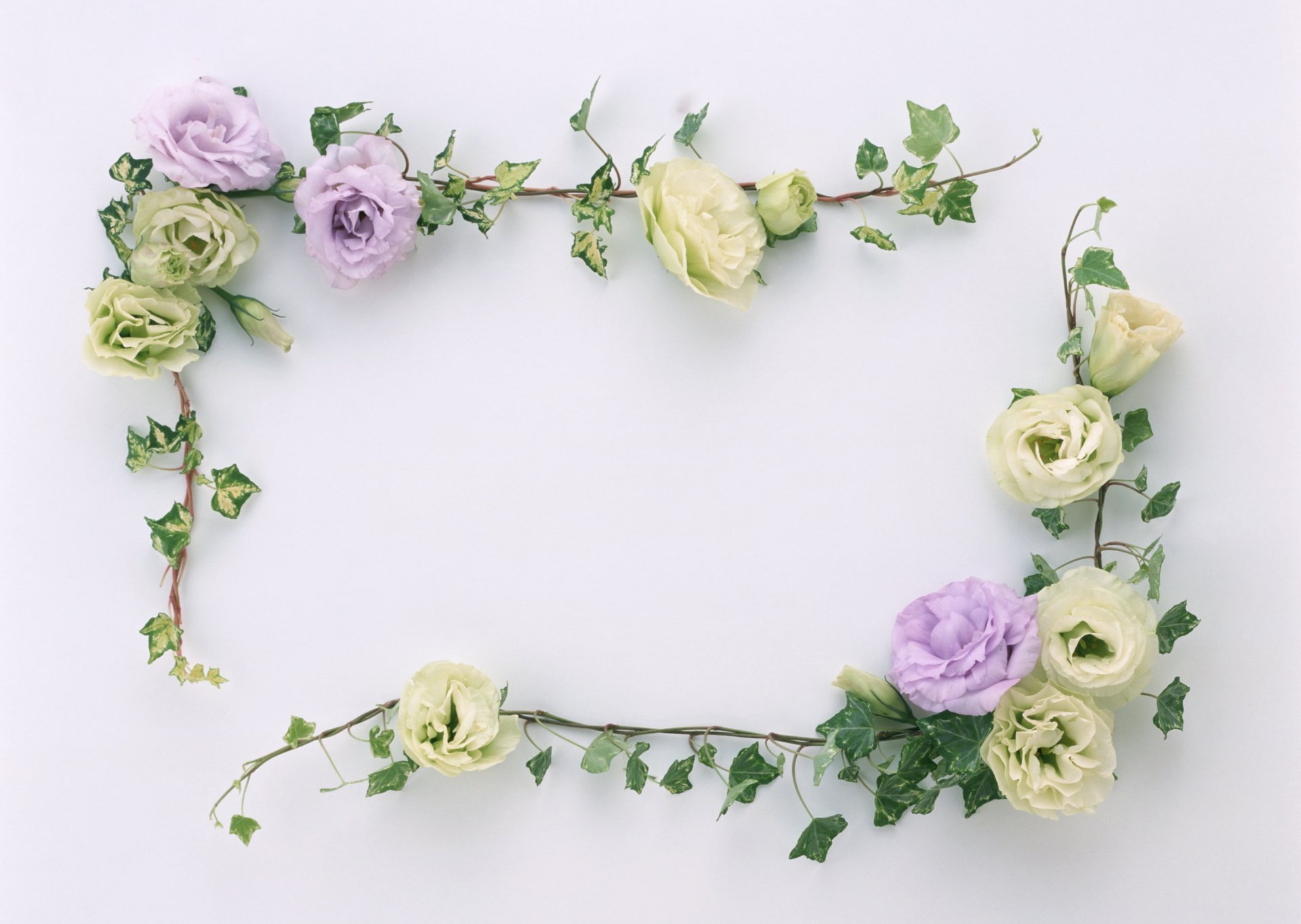 Download White Flower Eustoma Artistic Flower HD Wallpaper