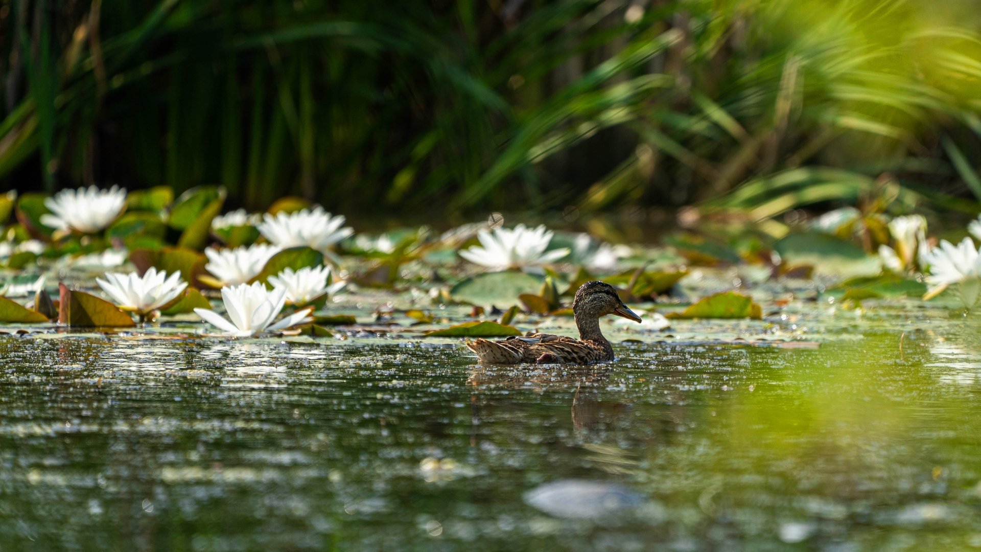 Download Water Lily Bird Pond White Flower Water Animal Duck 4k Ultra HD Wallpaper