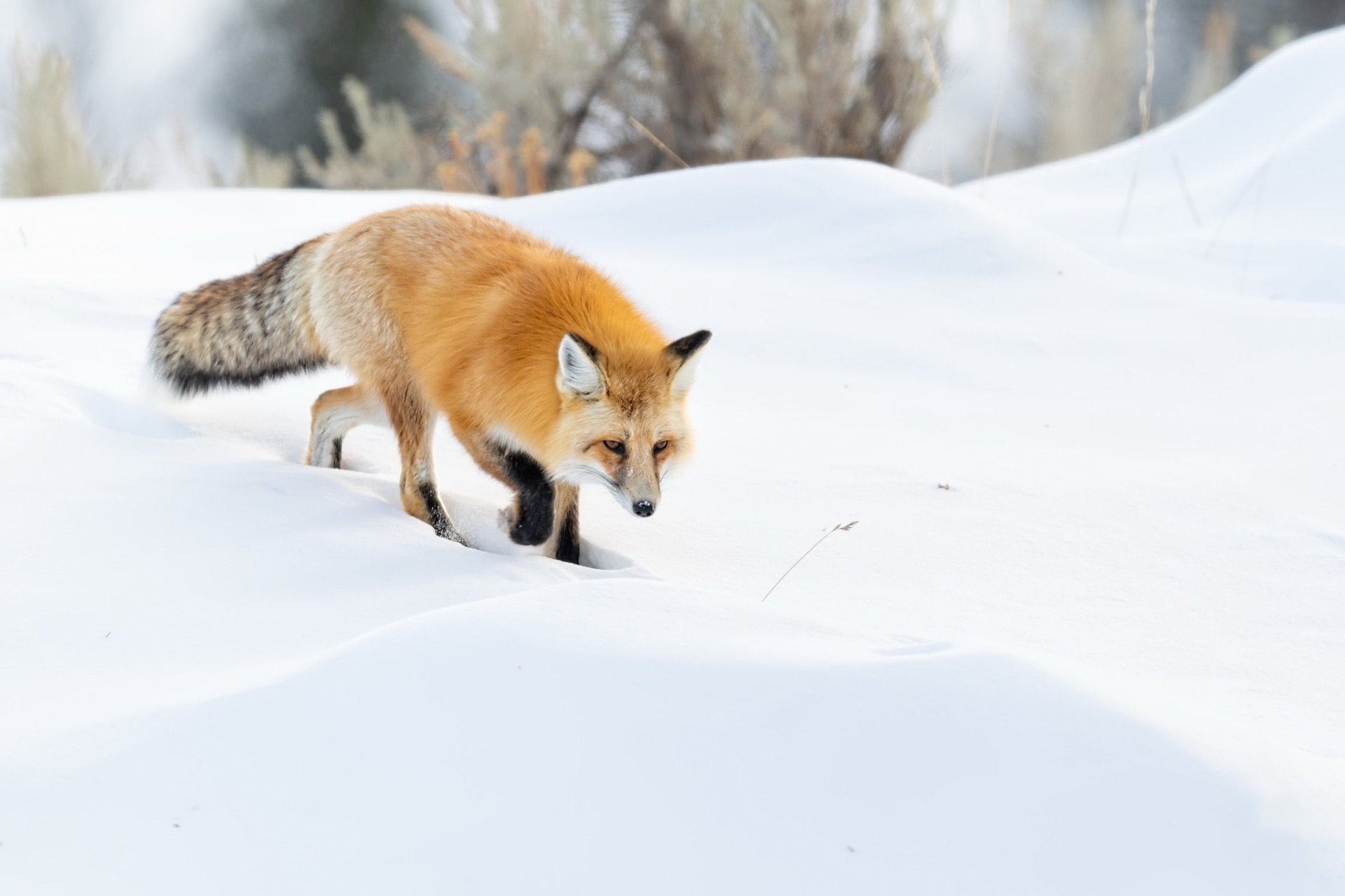 fox hunting in snow        
        <figure class=