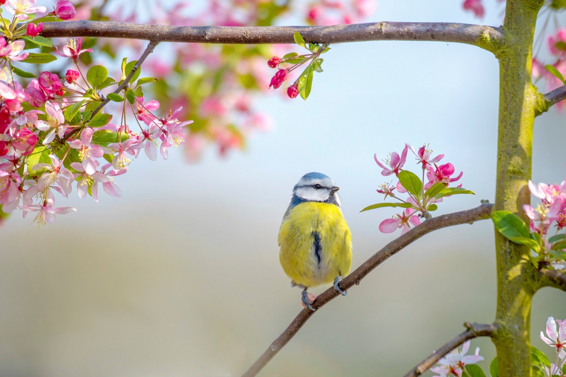 A colorful titmouse perched on a blossoming branch amid spring flowers, captured in HD as a serene passerine bird wallpaper.