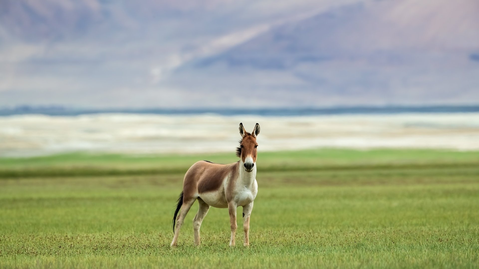 Download Animal Donkey HD Wallpaper