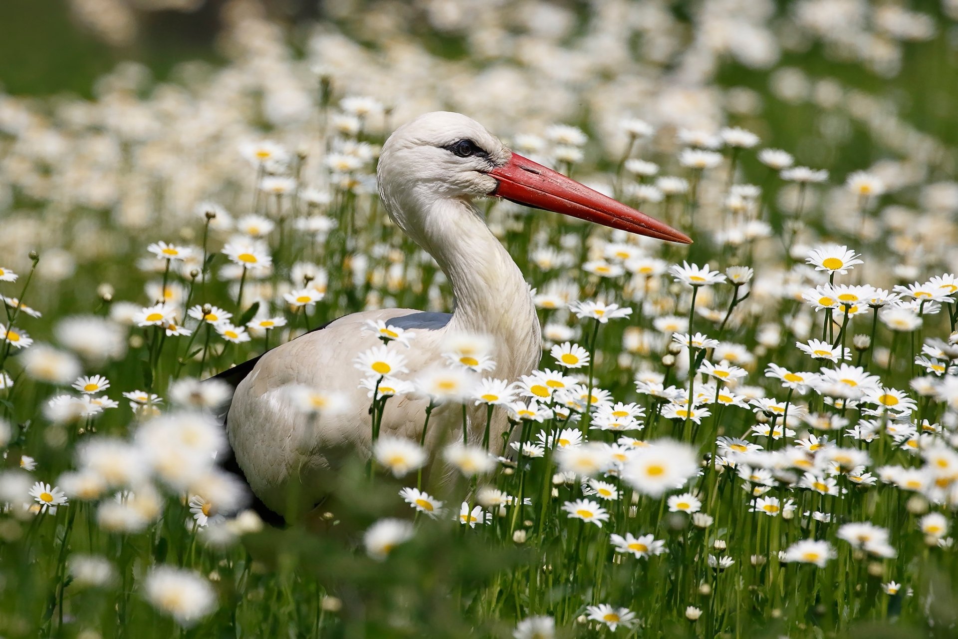 Animal White stork HD Wallpaper
