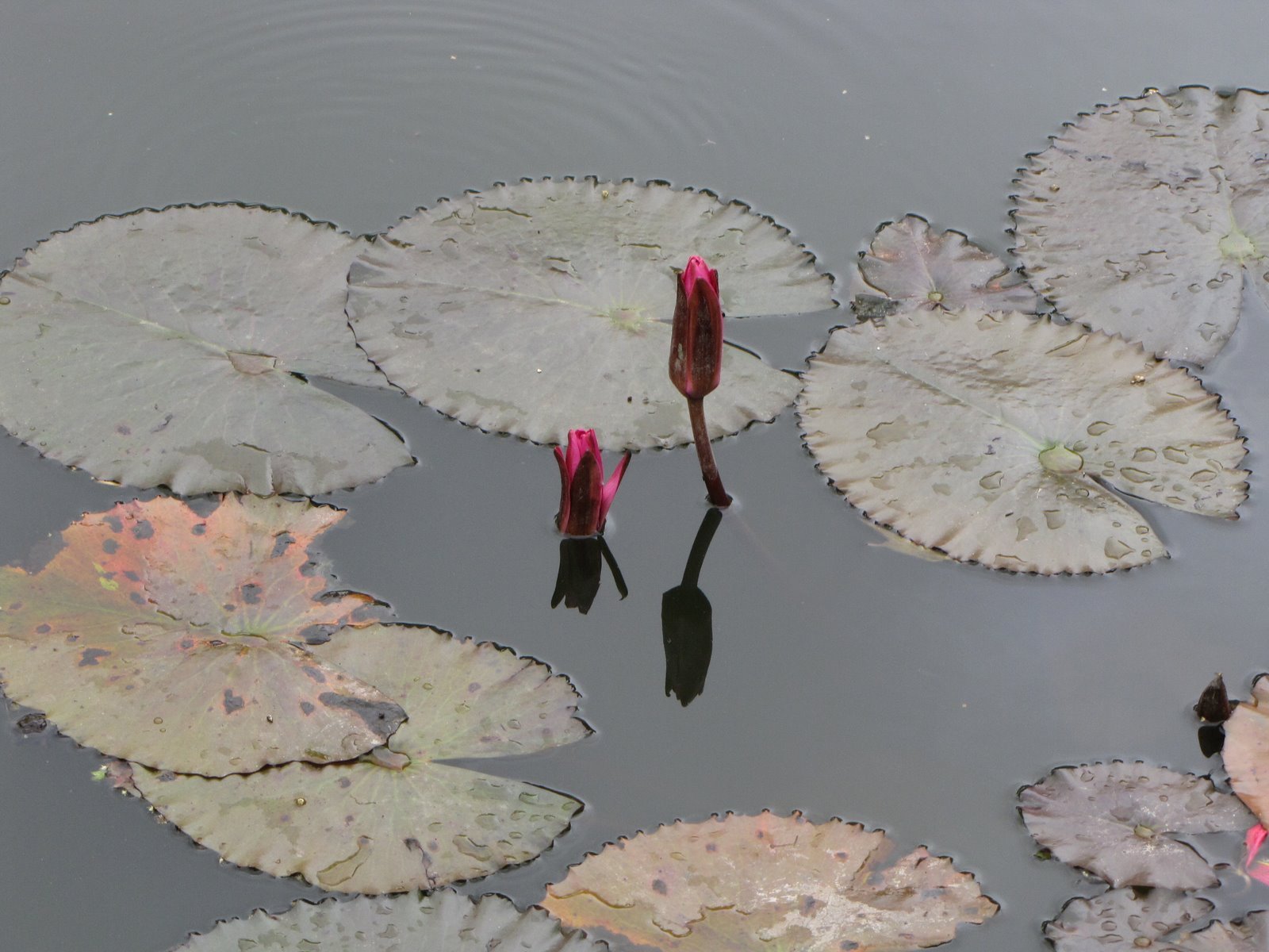 Download Lily Pad Flower Nature Water Lily Aquatic Plants Wallpaper