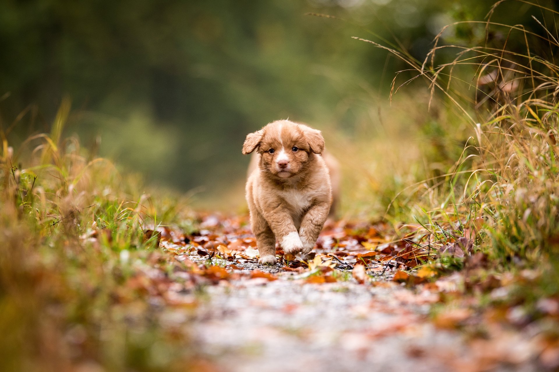Download Depth Of Field Puppy Baby Animal Dog Animal Nova Scotia Duck Tolling Retriever 4k Ultra HD Wallpaper
