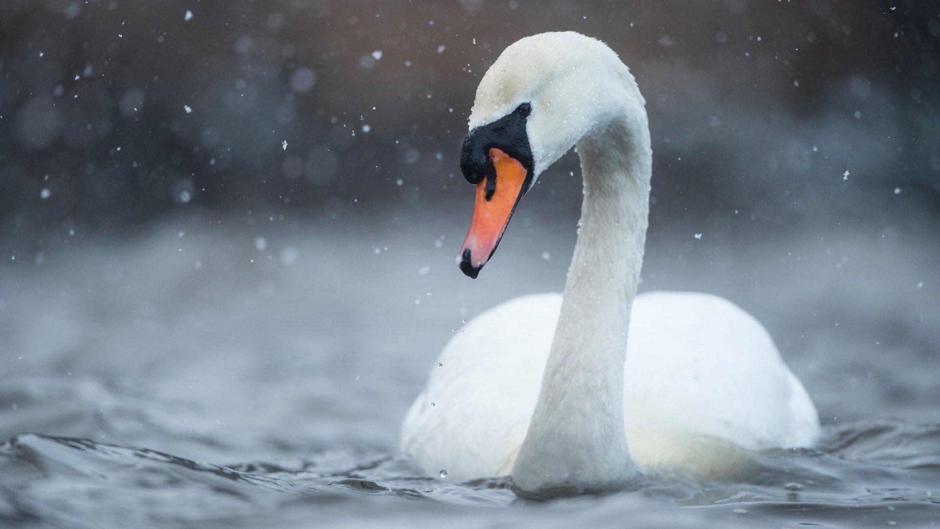 Mute Swan 4k Ultra HD Wallpaper | Background Image | 3840x2160