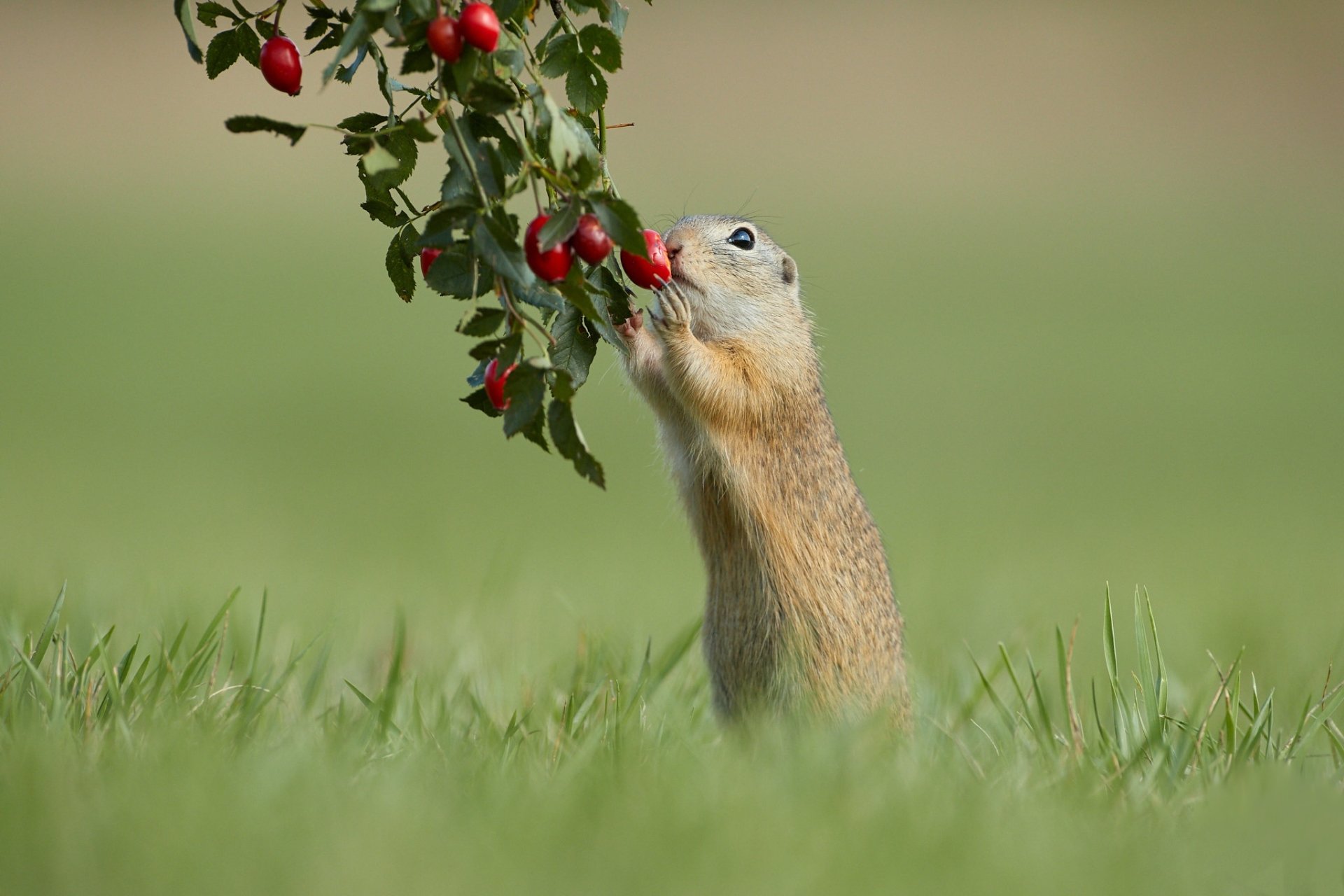 Download Rodent Berry Animal Gopher HD Wallpaper