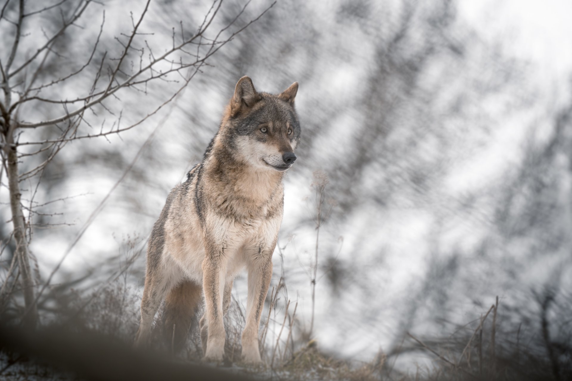 Download Animal Wolf 4k Ultra HD Wallpaper | 6000x4000 | Wallpaper Abyss