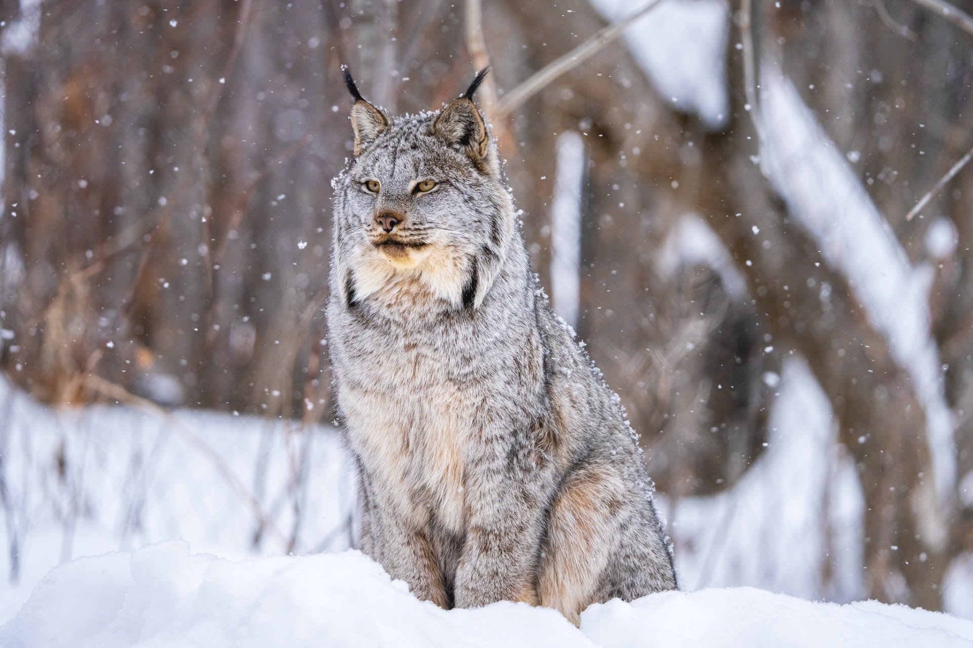 lynx-in-snow