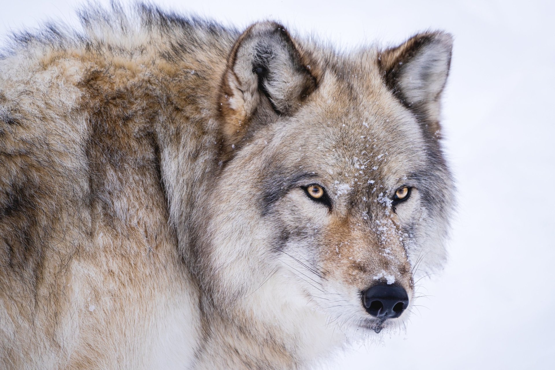 Download Animal Wolf HD Wallpaper