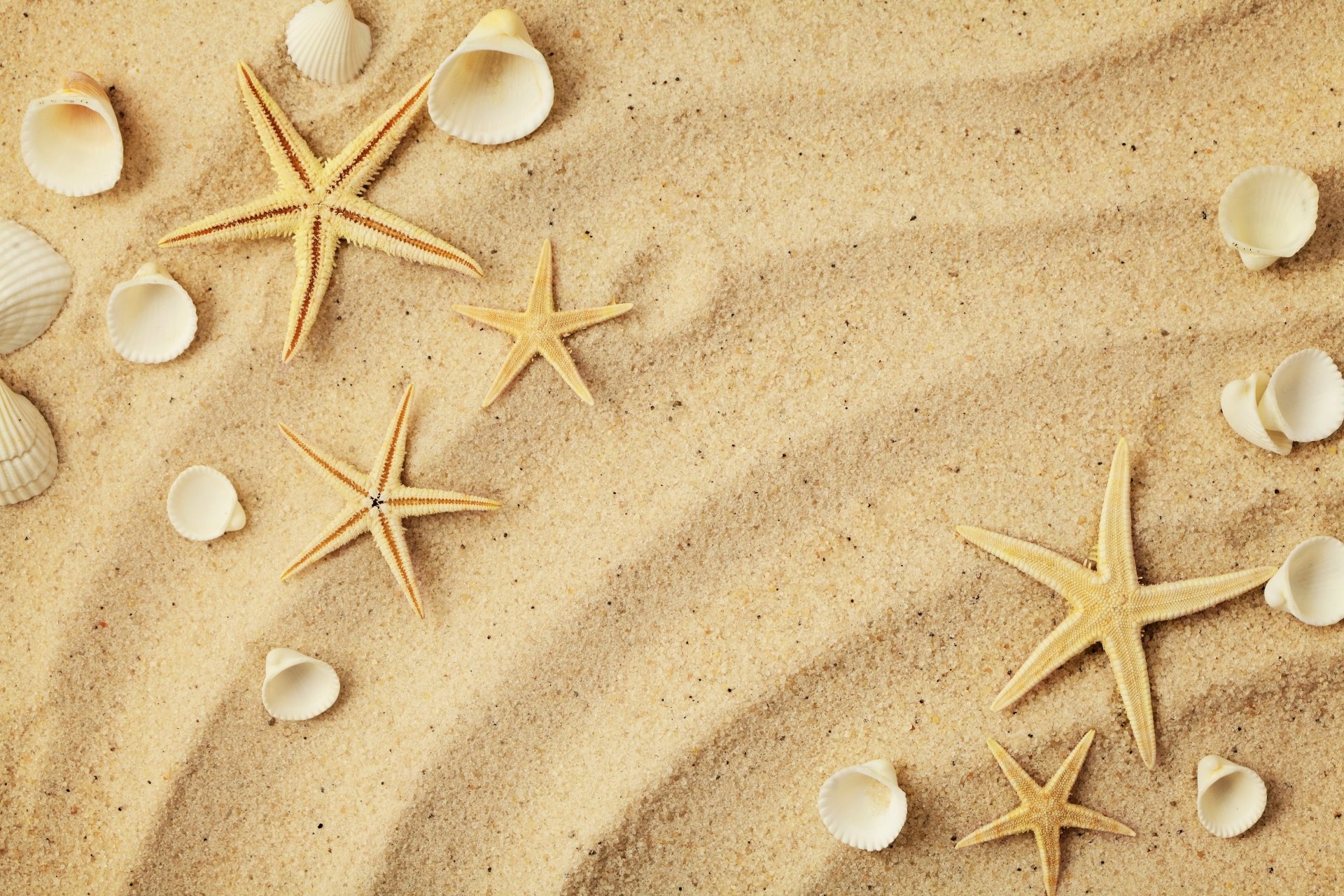 Download Shell Sand Animal Starfish 4k Ultra HD Wallpaper