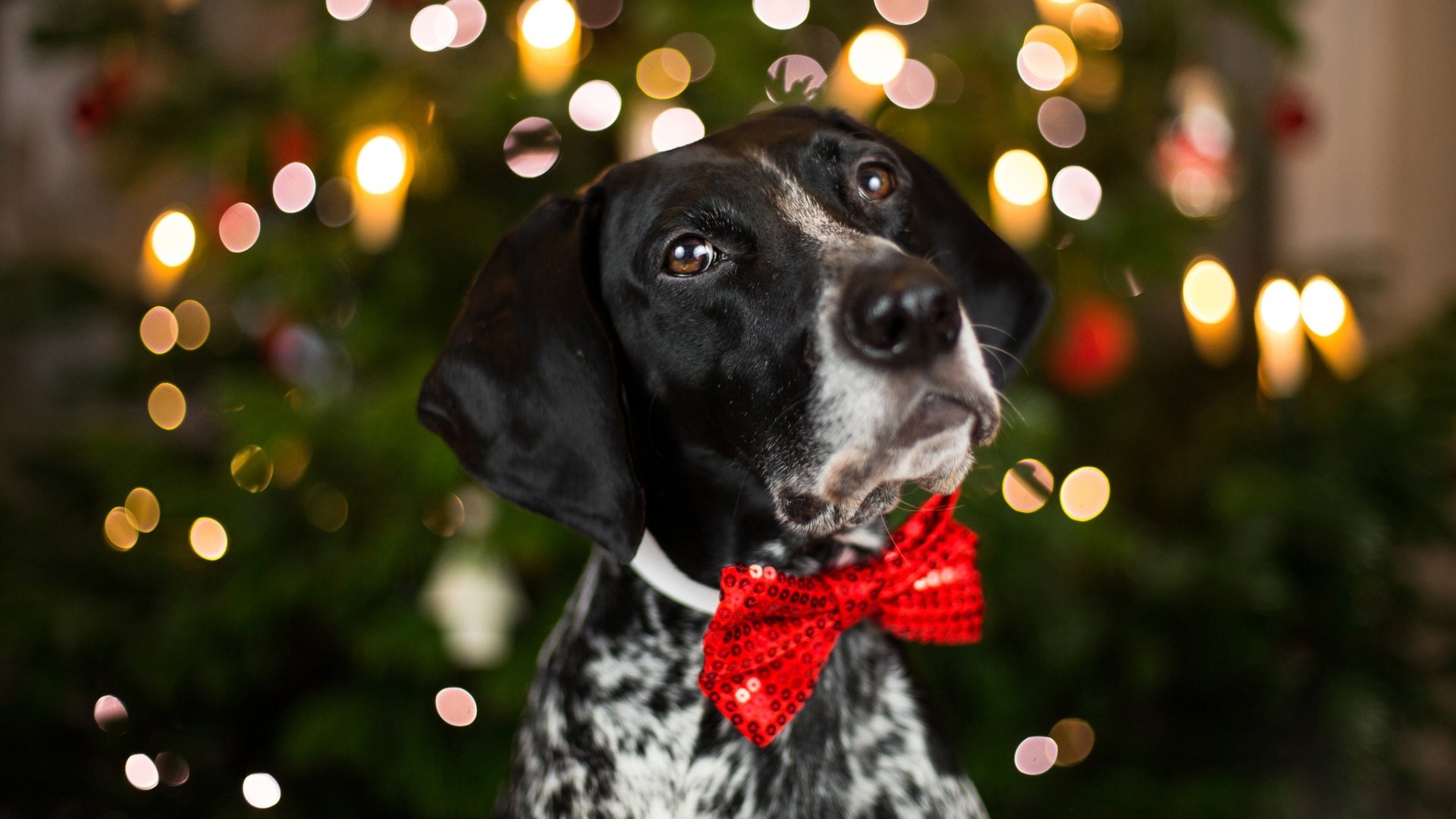 Dog with a bow