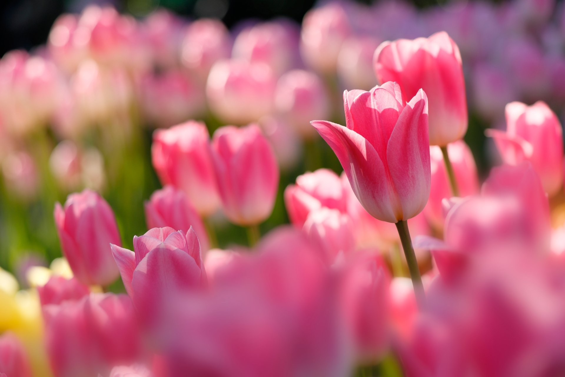 Download Nature Close-up Pink Flower Tulip 4k Ultra HD Wallpaper