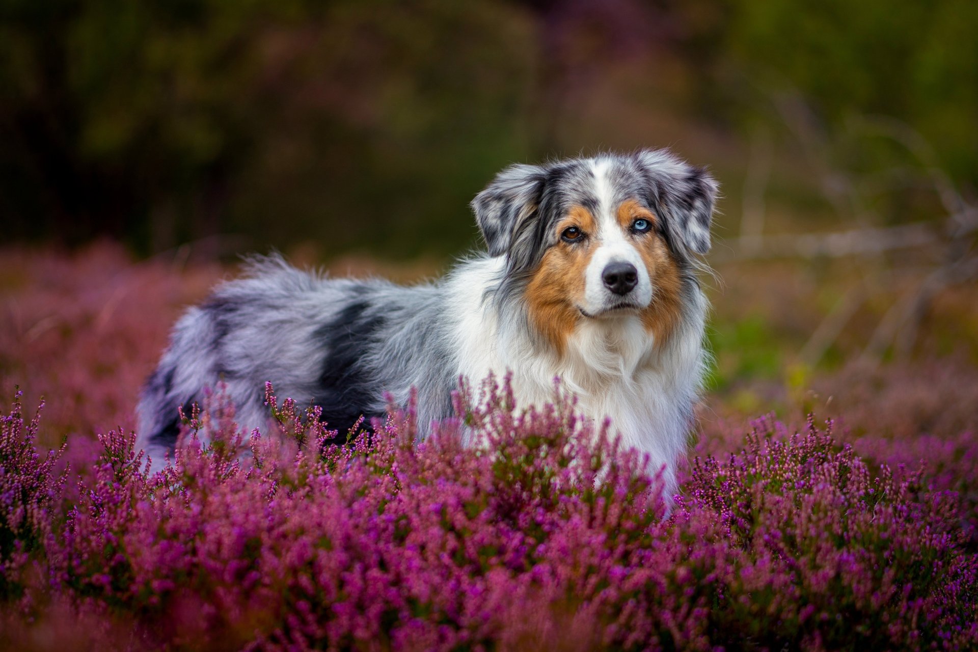 Download Flower Heather Dog Animal Australian Shepherd 4k Ultra Hd