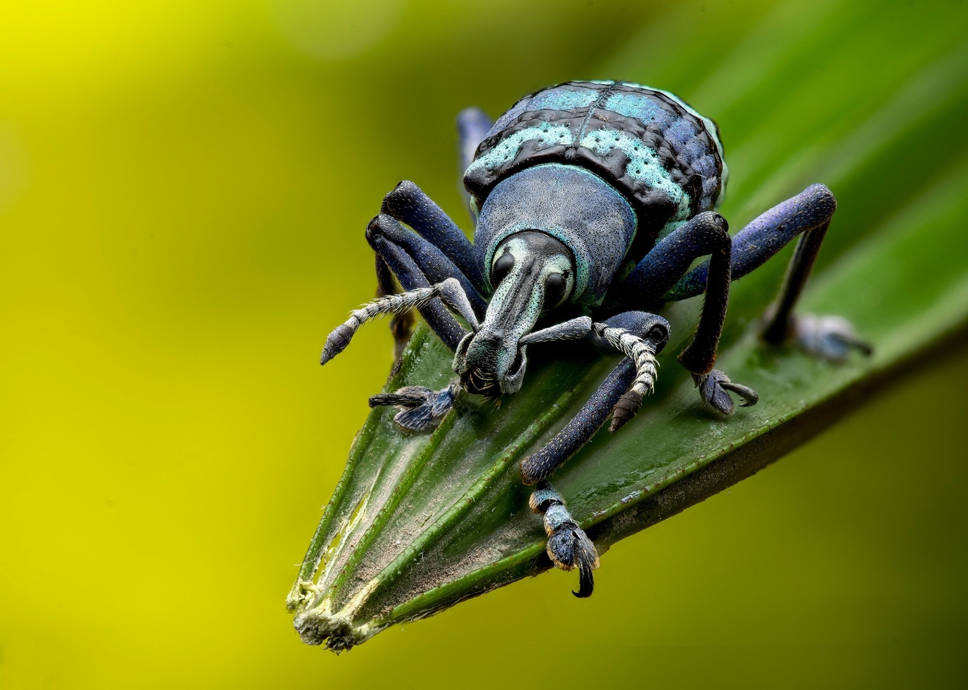 Download Weevil Insect Macro Animal Beetle HD Wallpaper