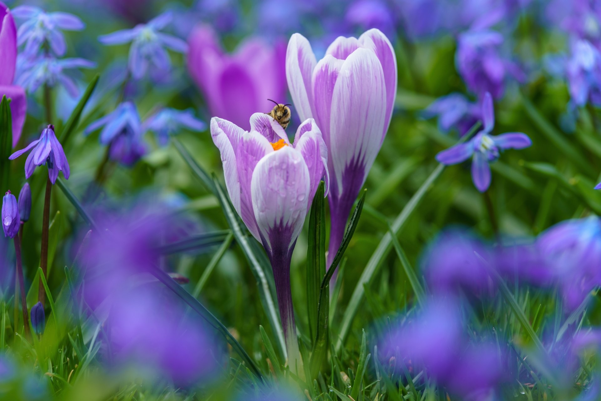 A macro 8K Ultra HD image of a bee perched on a purple crocus flower amidst blossoming spring flowers in a natural setting.