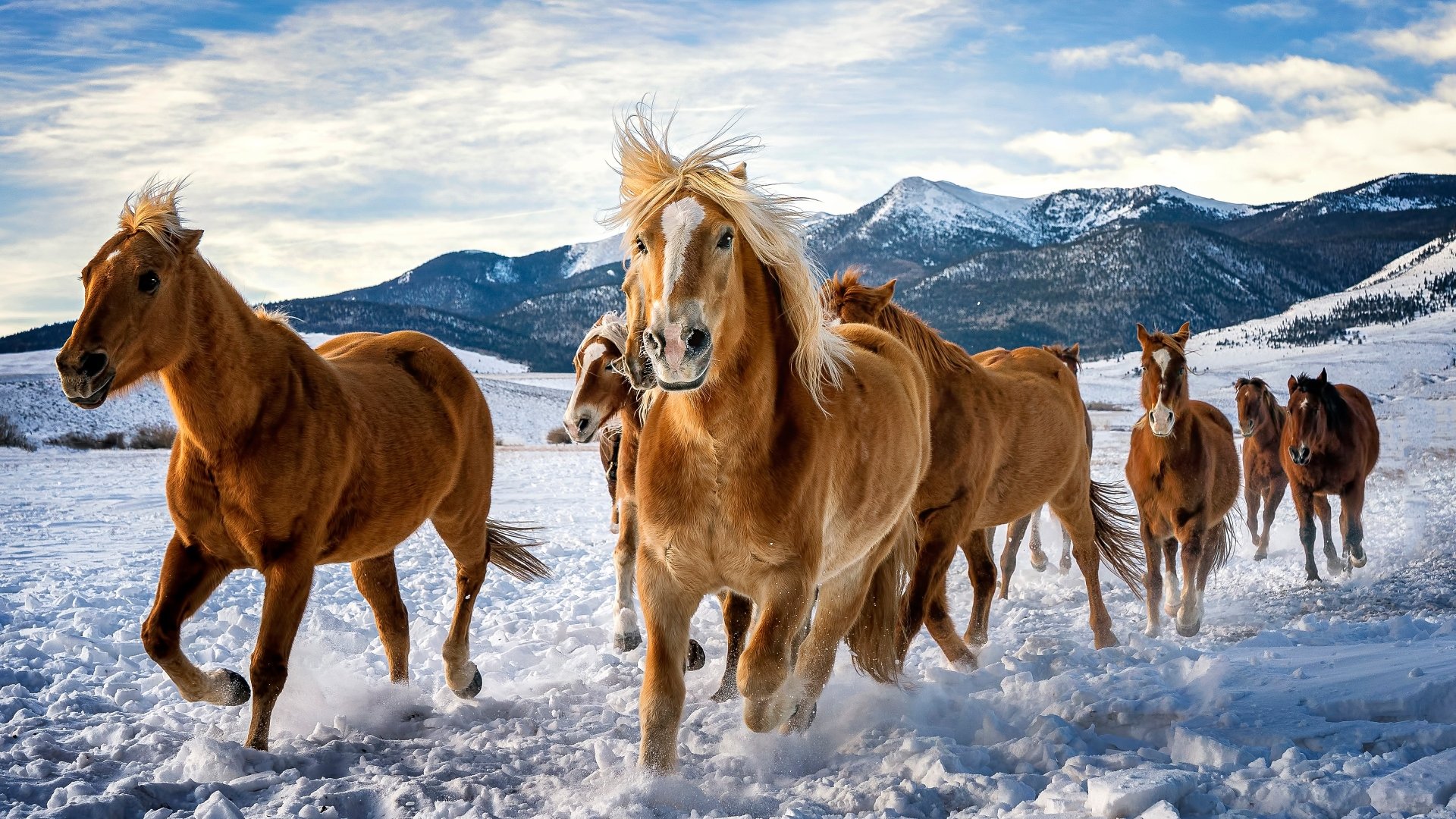 Animal Horse 4k Ultra HD Wallpaper