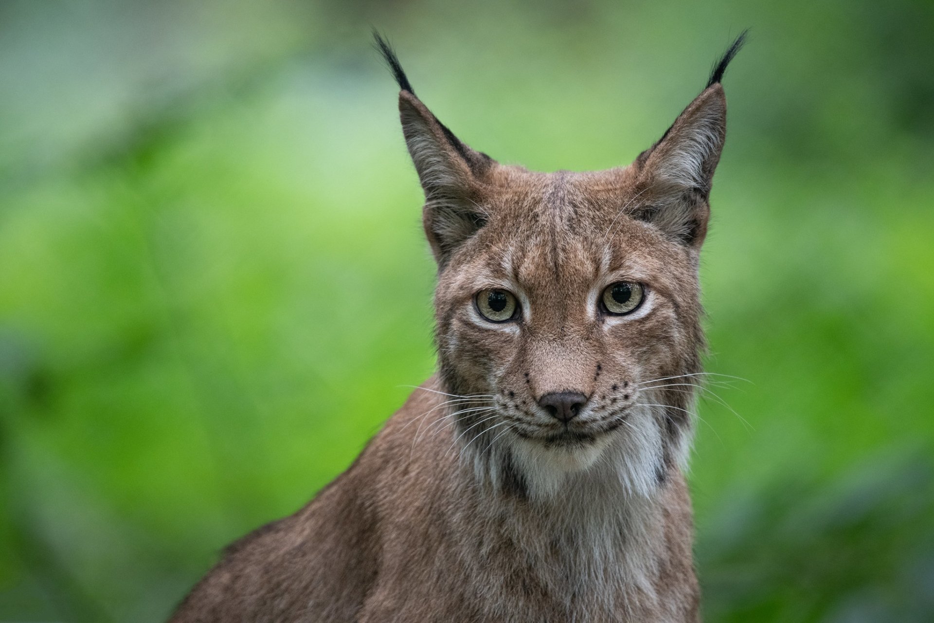 Download Animal Lynx HD Wallpaper