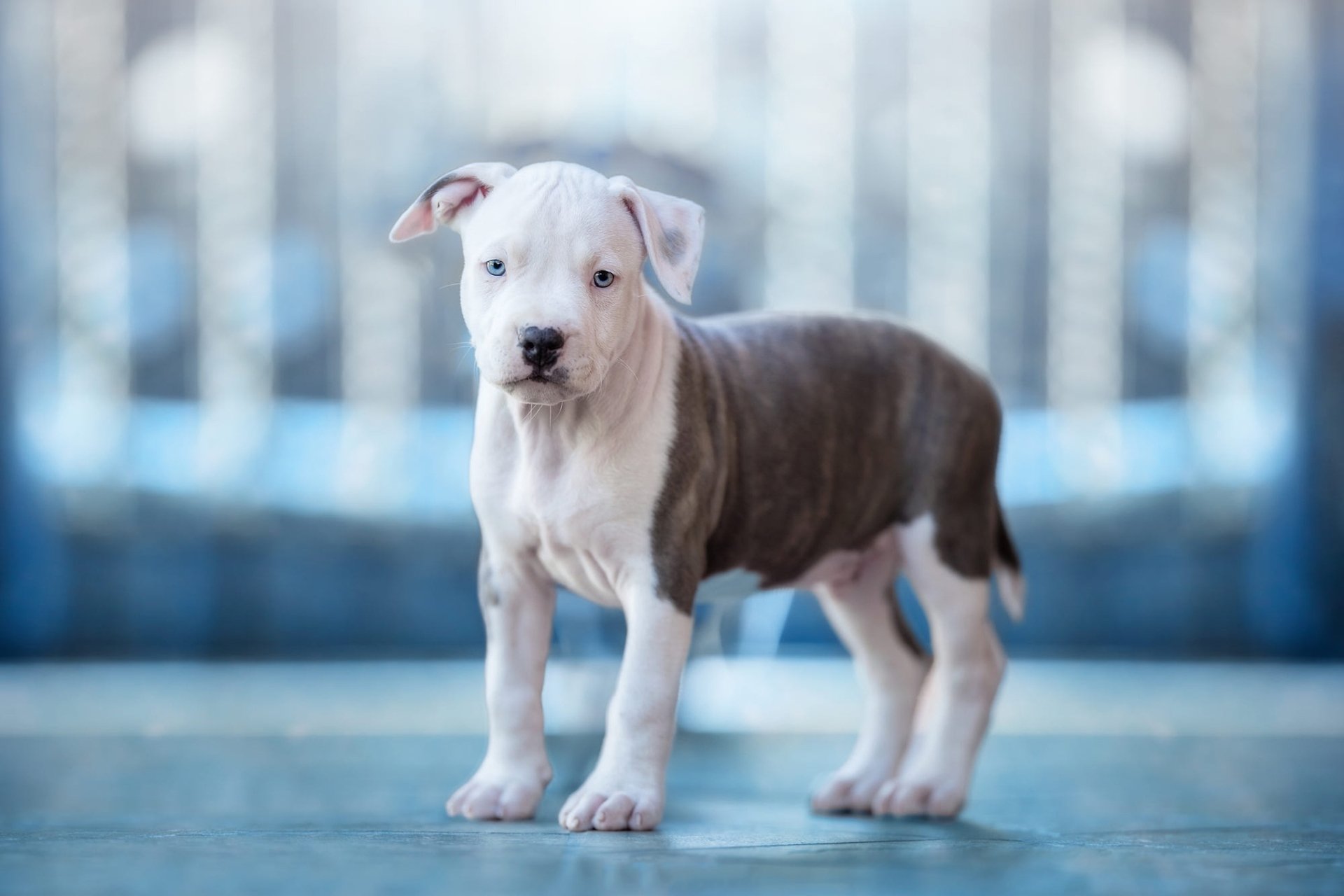 HD desktop wallpaper featuring a young American Pit Bull Terrier puppy standing on a smooth surface with a softly blurred background.