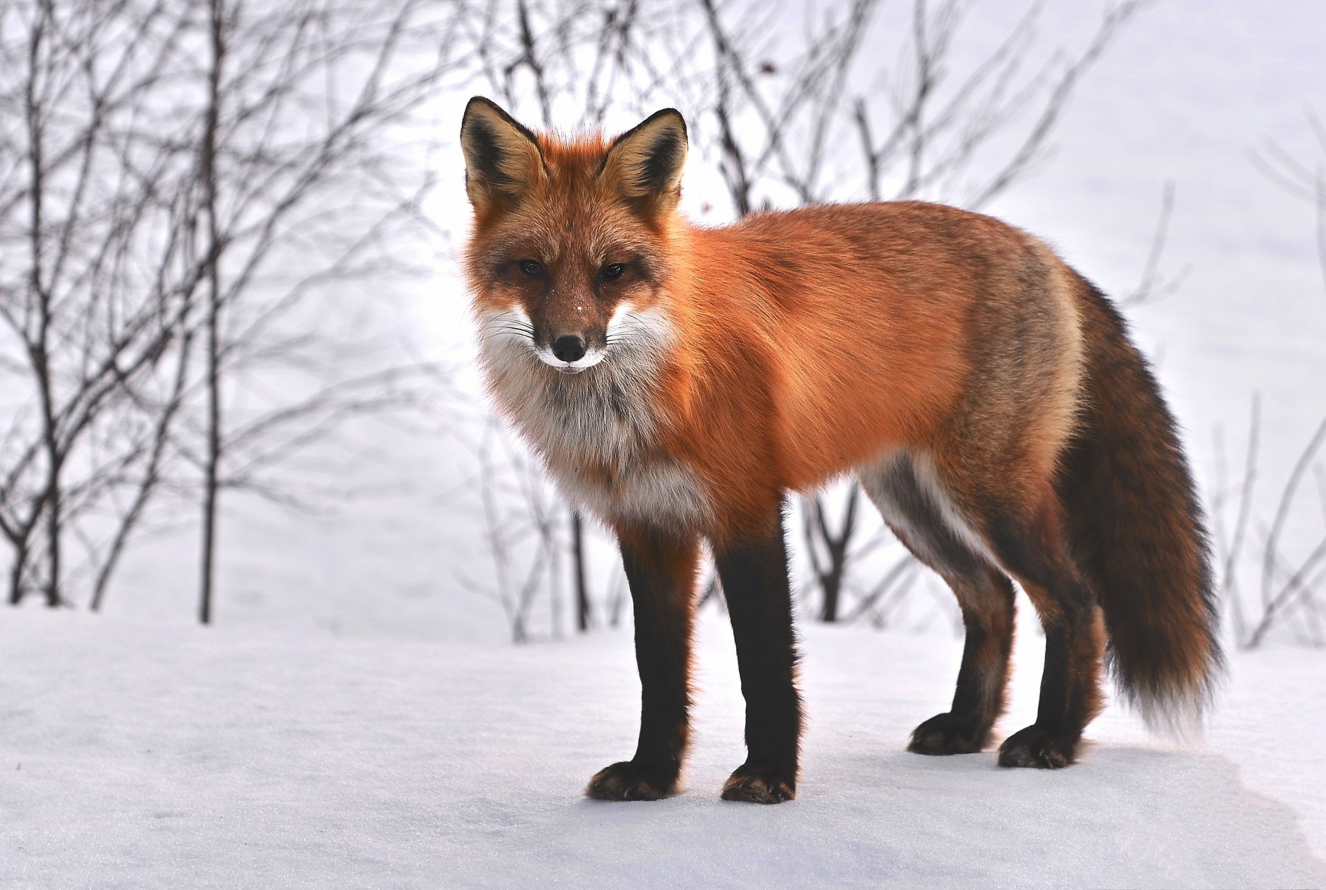Download Animal Fox HD Wallpaper by AlainAudet