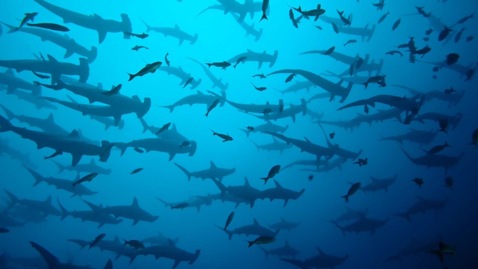 A 4K Ultra HD underwater image of numerous hammerhead sharks swimming among small fish in the deep blue ocean.