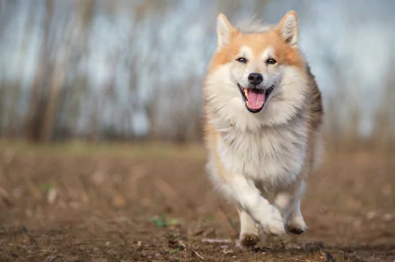 dog Animal Icelandic Sheepdog HD Desktop Wallpaper | Background Image