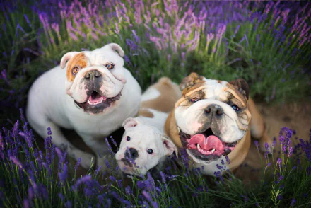 purple flower dog Animal english bulldog HD Desktop Wallpaper | Background Image