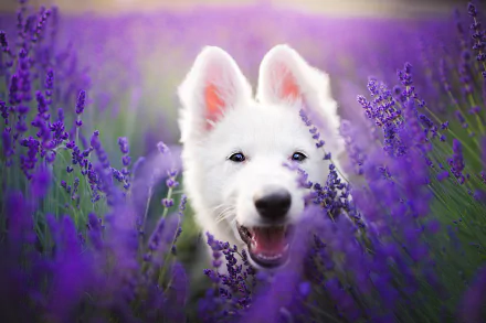 lavender purple flower dog Animal White Shepherd HD Desktop Wallpaper | Background Image