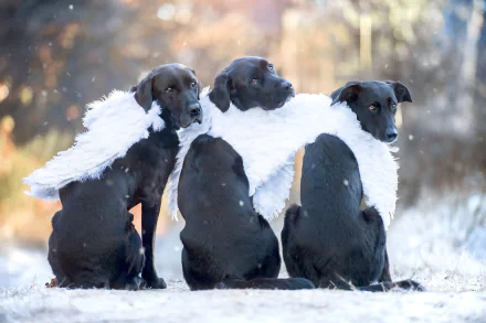  3 dogs dressed as angels