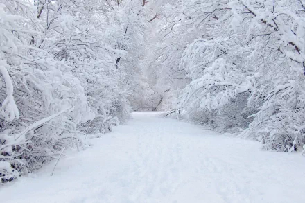 A serene snow-covered road winds through a winter landscape, with white trees blanketed in snow, creating a peaceful natural scene. This HD wallpaper captures the tranquil essence of a snowy path.