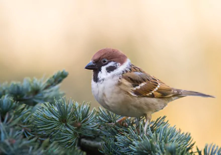 passerine bird Animal sparrow HD Desktop Wallpaper | Background Image