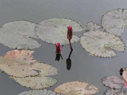 lily pad flower nature water lily aquatic plants HD Desktop Wallpaper | Background Image