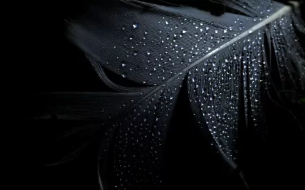 A close-up photograph of a dark feather adorned with glistening water droplets, showcasing intricate details. This high-definition image serves as a striking desktop wallpaper.