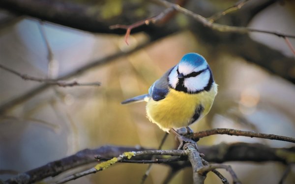 Animal Titmouse Birds Passerines Bird HD Wallpaper | Background Image