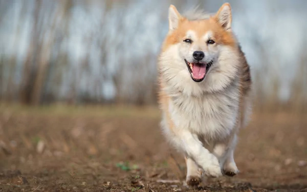 dog Animal Icelandic Sheepdog HD Desktop Wallpaper | Background Image