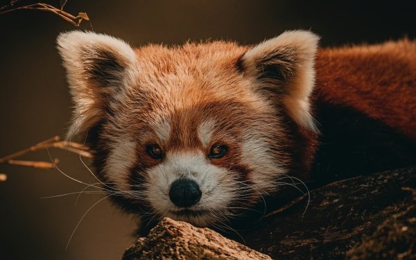 Animal Red Panda HD Wallpaper | Background Image